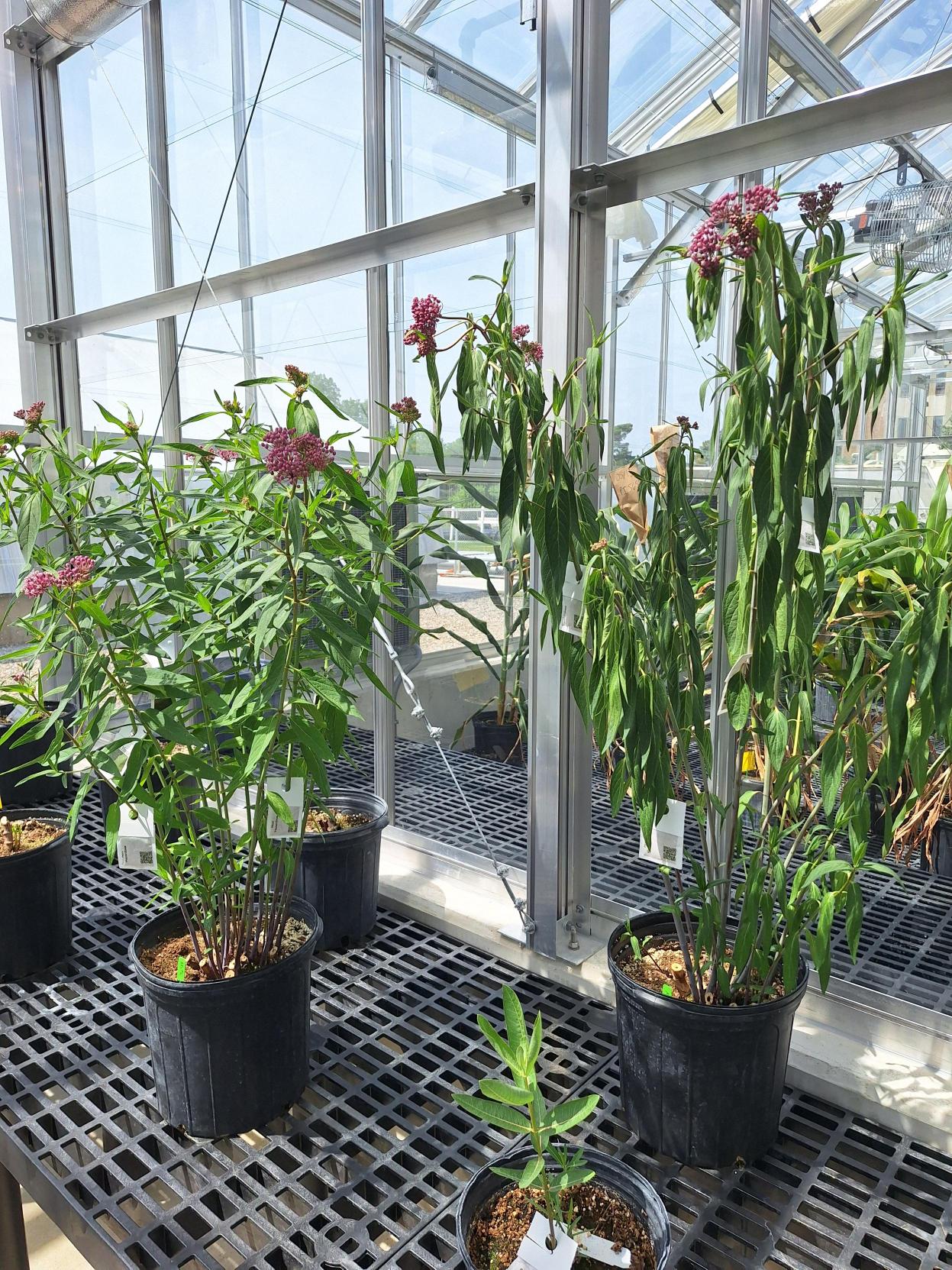 A plant on the left with raised up leaves. On the right, a wilted plant.